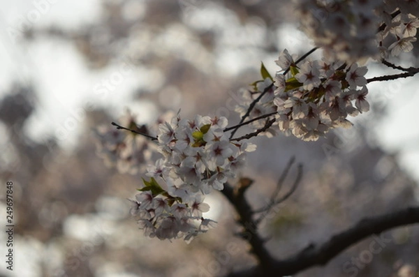 Fototapeta 朝焼けの桜