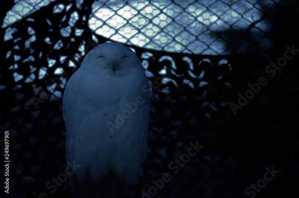 Obraz 闇に紛れるフクロウ