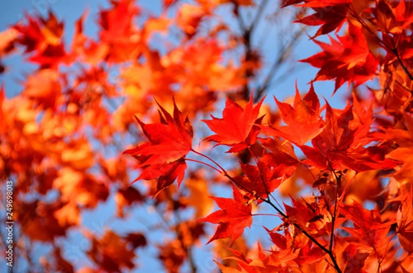 Obraz 晴天と紅葉