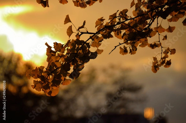 Obraz 夕焼け背景のイチョウ