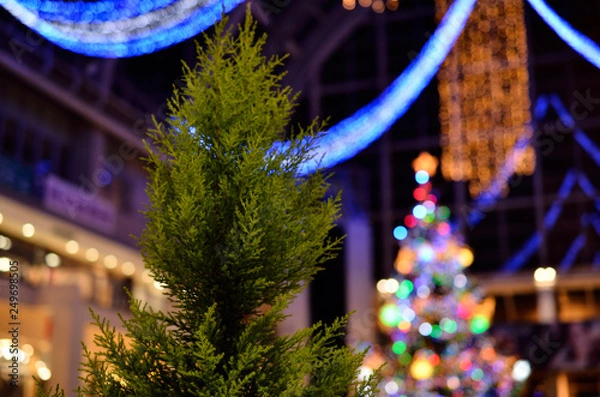 Obraz クリスマスツリーになる前の木