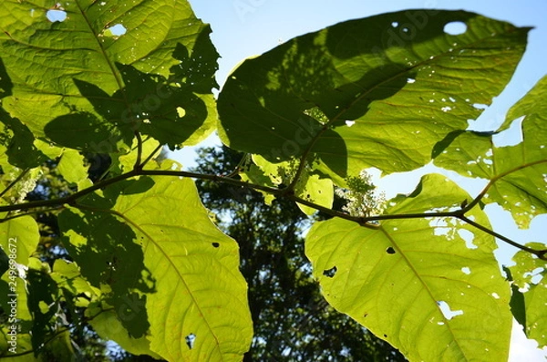 Obraz 葉に投影される影