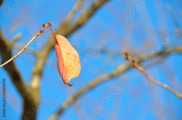 Fototapeta 枯葉の最後の1枚