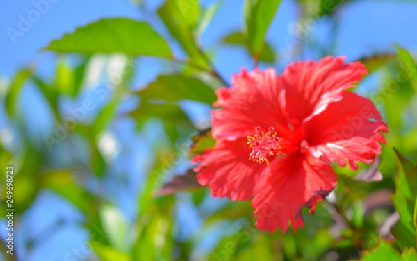 Obraz 美しいハイビスカス