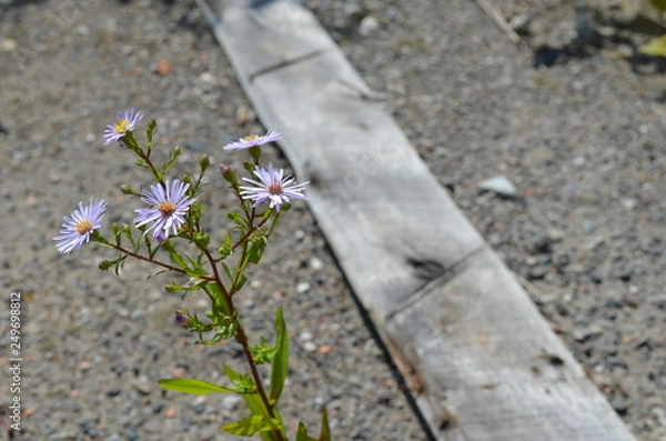 Obraz 砂利道に咲く花