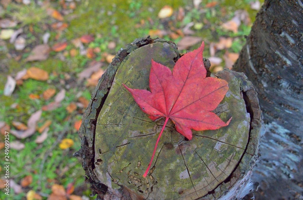 Obraz 切り株の上に紅葉