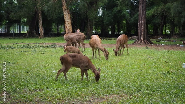 Fototapeta OLYMPUS DIGITAL CAMERA