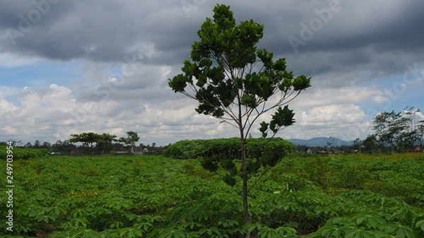 Fototapeta OLYMPUS DIGITAL CAMERA