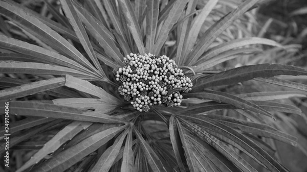 Fototapeta OLYMPUS DIGITAL CAMERA