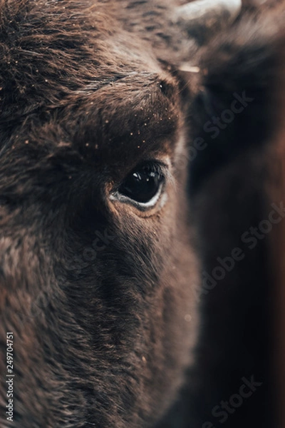 Obraz Bison eye close