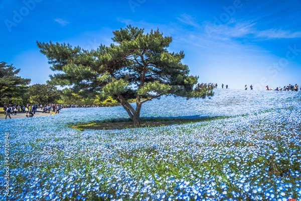 Obraz Nemophila Delight spring flowers