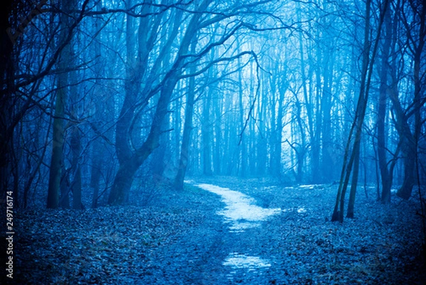 Fototapeta Mystical autumn forest with trail in blue fog. Beautiful landscape with trees, path, fog. Nature background. Foggy forest. Fairy Forest