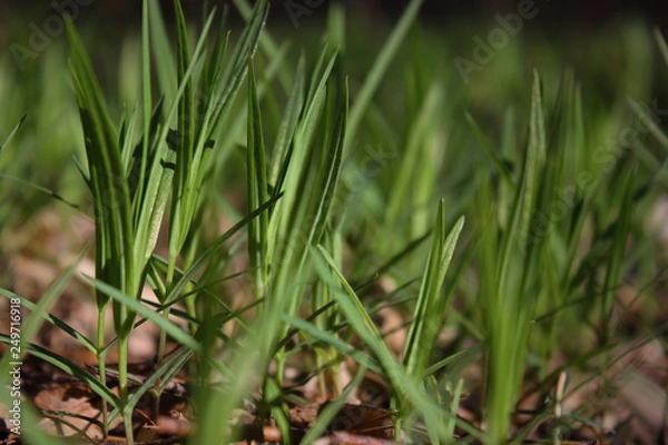 Fototapeta  Fresh green spring grass closeup on a sunny day on a background of nature.