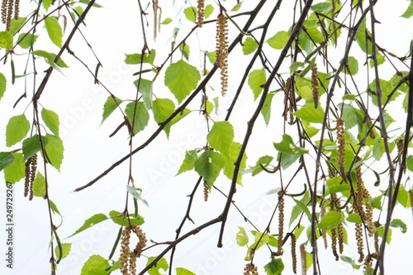 Obraz birch branches on a white background