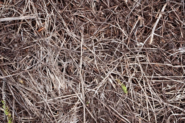 Obraz background of straw