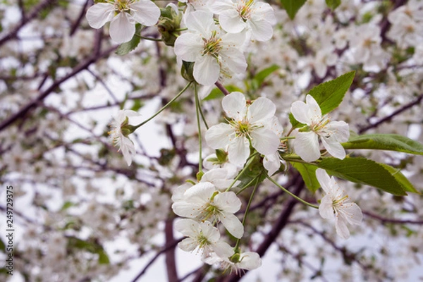 Obraz  cherry flowers