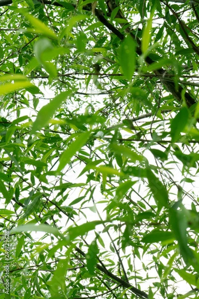 Obraz green leaves background