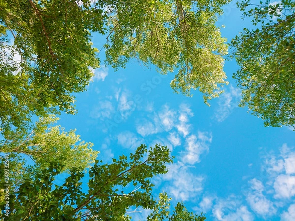Fototapeta Green foliage of trees against blue sky and clouds. Spring or summer Sunny day.