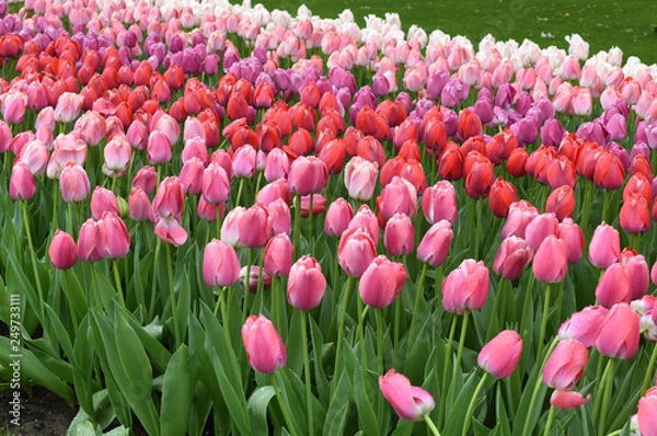Fototapeta Colorful tulips in spring