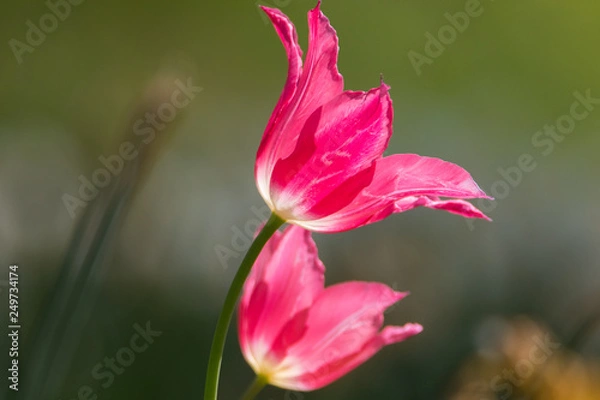 Obraz Frühlingsblumen