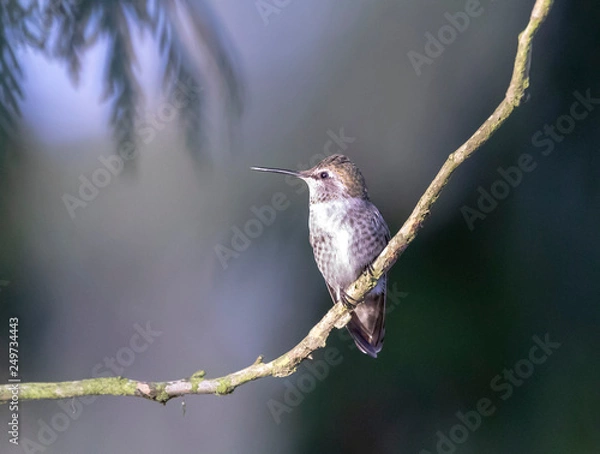 Obraz hummingbird perched on branch