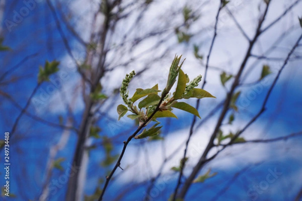 Obraz buds and bird cherry blossomearly spring blossom