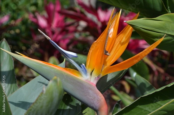 Obraz tropical flower