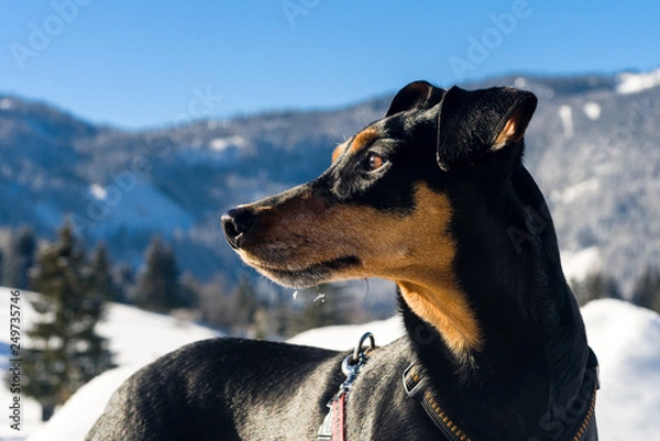 Fototapeta Pinscher