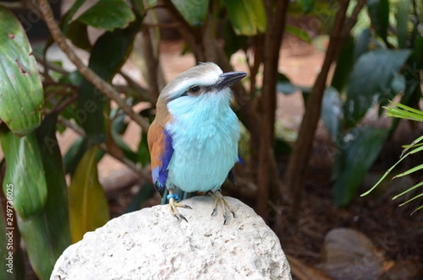 Obraz blue bird alone