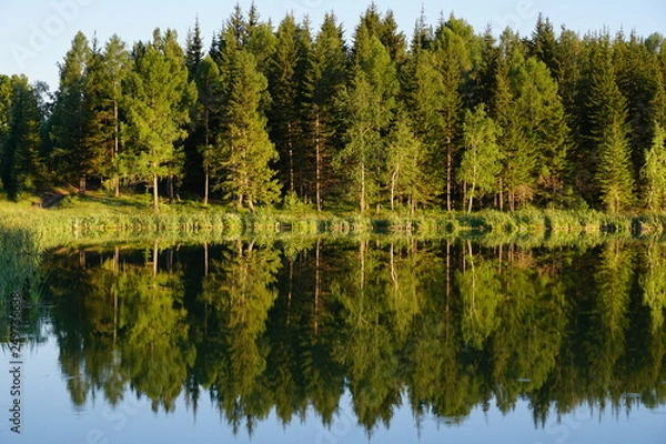 Obraz lake in the forest