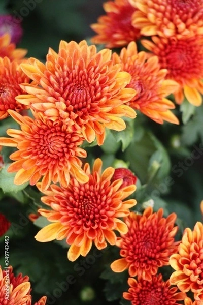 Obraz Chrysanthemums flower is beautiful in the garden