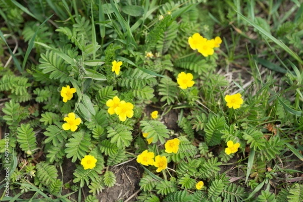 Fototapeta Pawtidae gooseneck, or goosefoot (Latin Potentilla anserina) with yellow flowers spreads on the ground. View from above.