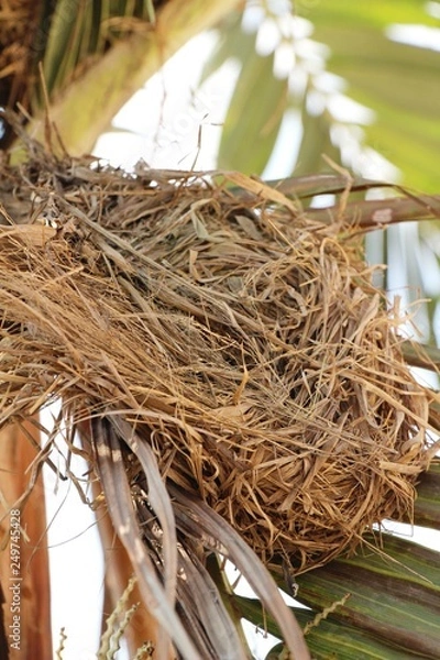 Fototapeta Bird nest on tree with the nature