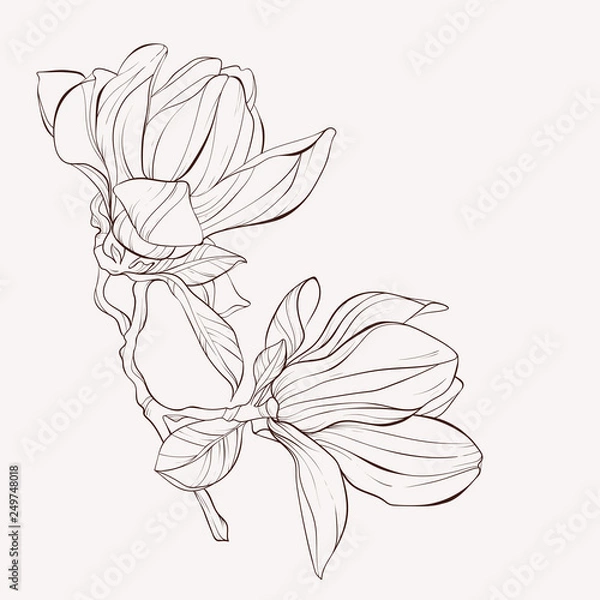 Fototapeta Sketch Floral Botany Collection. Magnolia flower drawings. Black and white with line art on white backgrounds. Hand Drawn Botanical Illustrations.