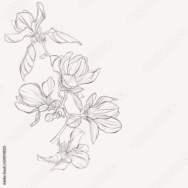 Fototapeta Szkic kolekcji botaniki kwiatowej. Rysunki kwiatów magnolii. Czarno-biały z grafiką liniową na białym tle. Ręcznie rysowane ilustracje botaniczne.