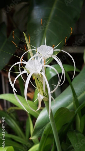 Fototapeta white flower