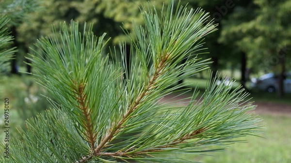Obraz branch of a tree