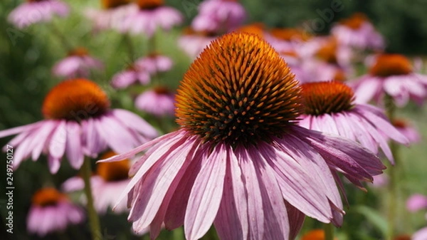 Obraz flower in the garden