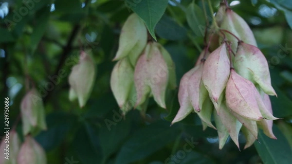 Obraz green bunches on a tree