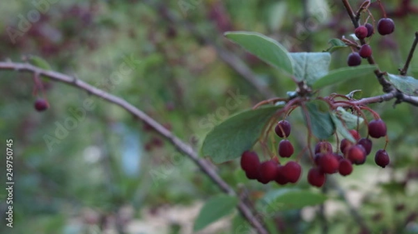 Obraz red berries on branch