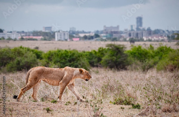 Obraz Female lion walking in Savannah field in Nairobi national park in middle of city. The city as a background. Grassland, Kenya.