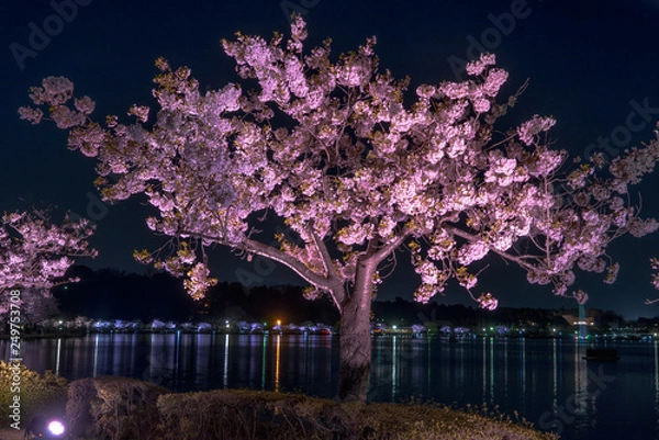 Obraz Senba Lake Cherry Blossoms