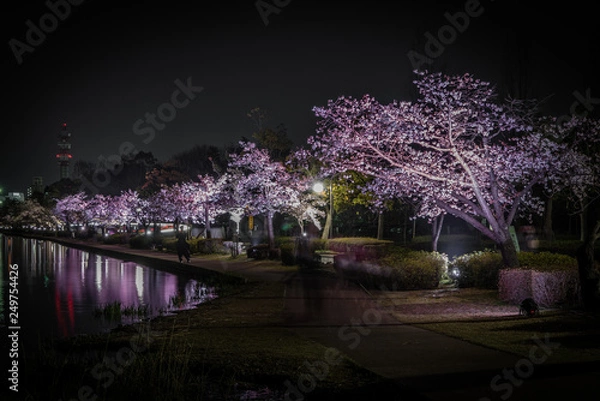 Obraz Senba Lake Cherry Blossoms