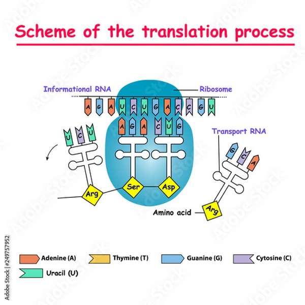 Fototapeta Schemat procesu tłumaczenia. Synteza mRNA z DNA w jądrze. MRNA dekodujący rybosom przez wiązanie komplementarnych sekwencji antykodonowych TRNA z kodonami mRNA.