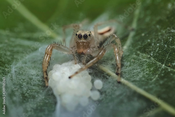 Obraz spider mom protecting her eggs from predictor on a leaf