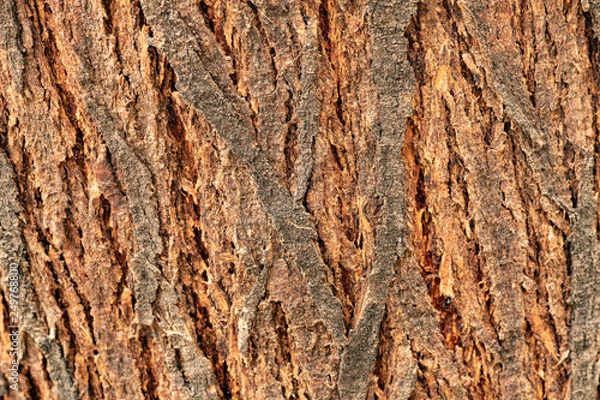 Obraz Mesquite Tree Bark