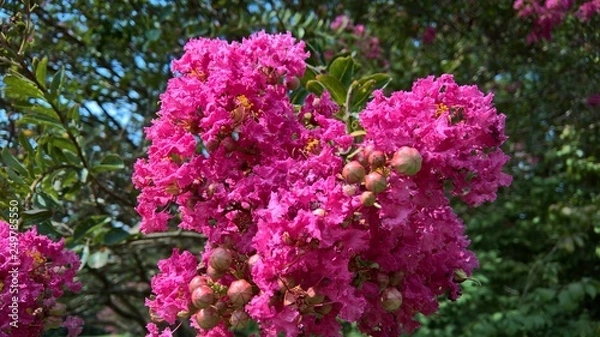Obraz Crape Myrtle in Bloom
