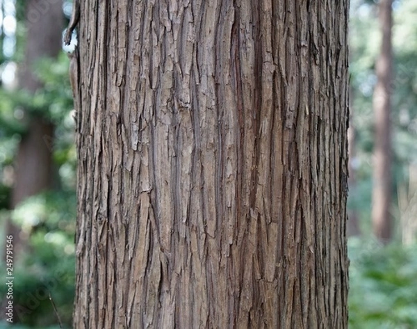 Fototapeta スギの樹皮