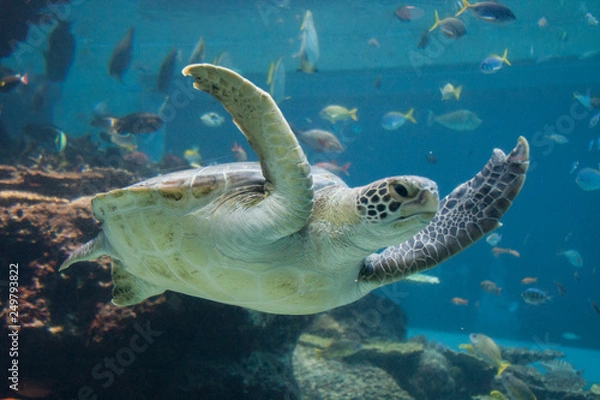Obraz 水族館のウミガメ