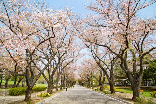 Fototapeta 府中の森公園　花のプロムナード